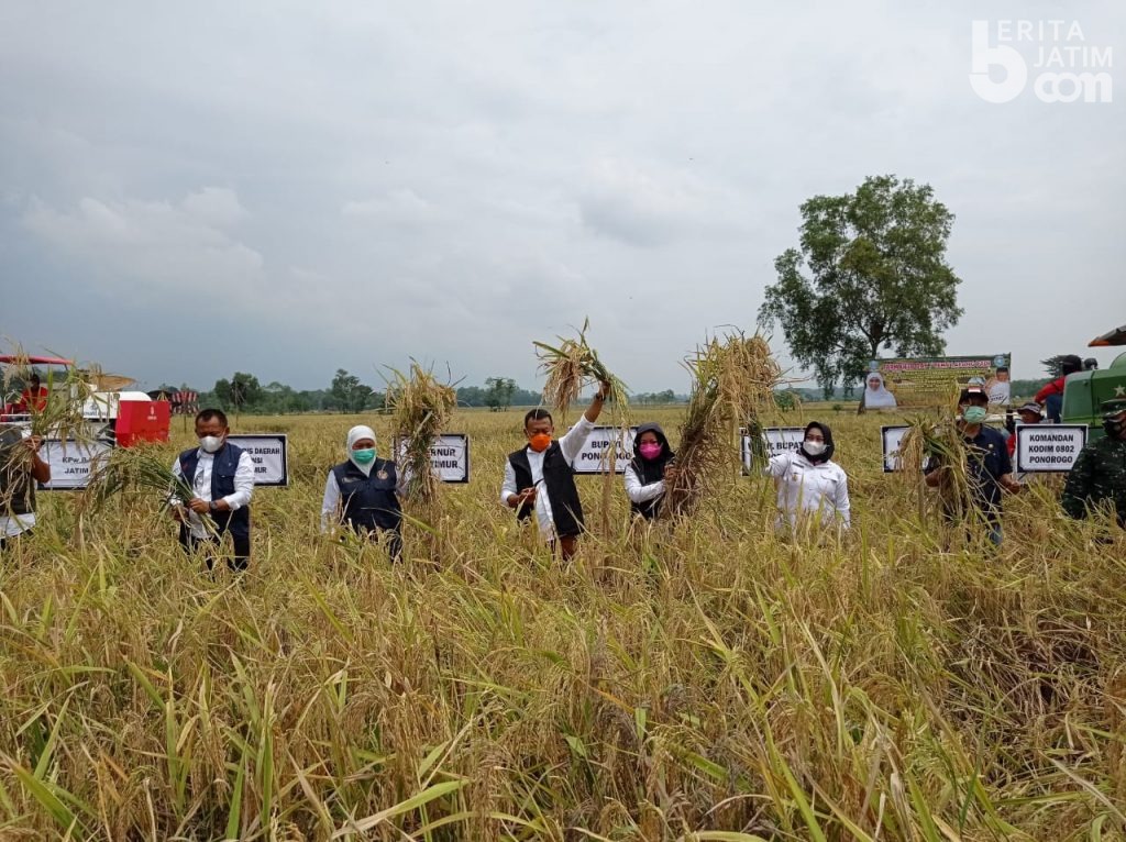 Tingkatkan Produktivitas, Khofifah Sebut Benih Padi KIP Harapan Baru Petani di Ponorogo