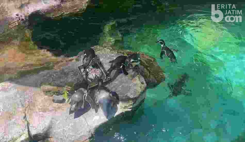 World Penguin Day, Penguin Taman Safari 2 Pasuruan Pesta Tumpeng