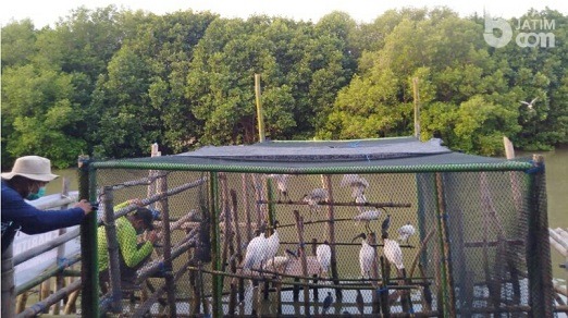 KEE Ujungpangkah Gresik Diusulkan Jadi Situs Ramsar Dunia