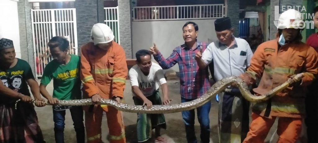 Ular Piton Sepanjang 3 Meter Masuk Lingkungan Sekolah di Surabaya