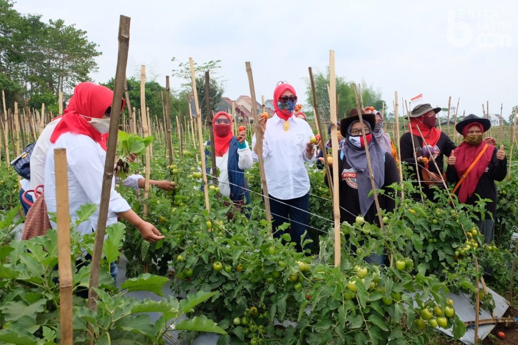 Pertanian Perkotaan RT/RW Sedang Gencar di Kota Malang