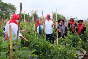 Pertanian Perkotaan RT/RW Sedang Gencar di Kota Malang