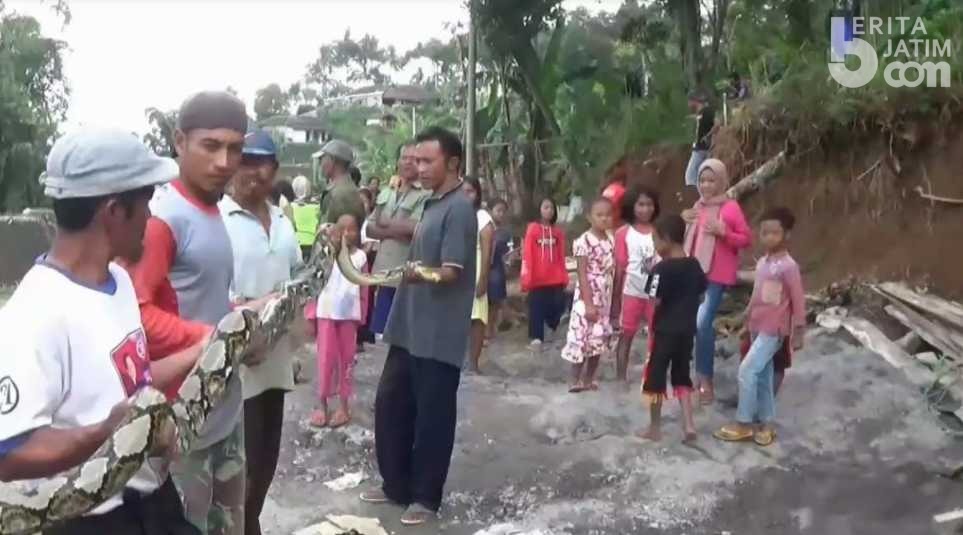 Ternak di Poncol Magetan Sering Hilang, Warga Tangkap Ular Sanca