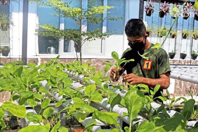 Prajurit Yonif 1 Marinir Tanam Sayur Hidroponik, Ini Alasannya