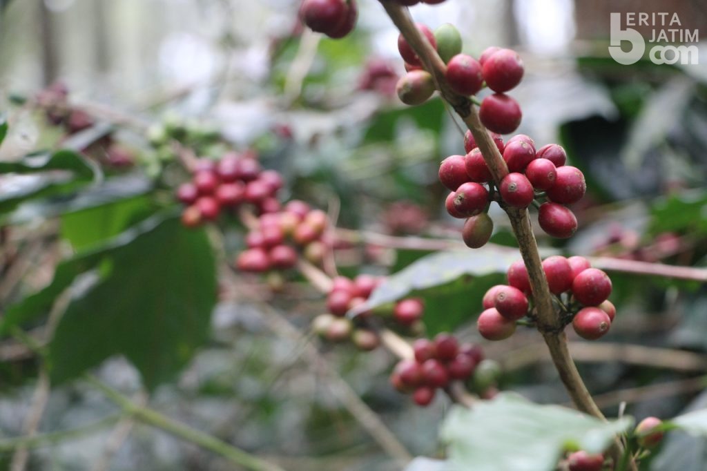 Kopi Ijen