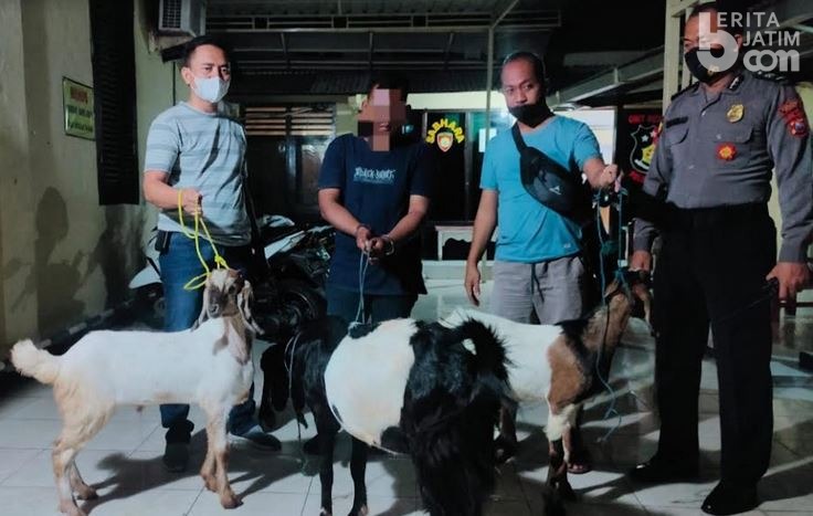 Polisi Pura-pura Jadi Pembeli Ayam untuk Tangkap Pencuri Kambing