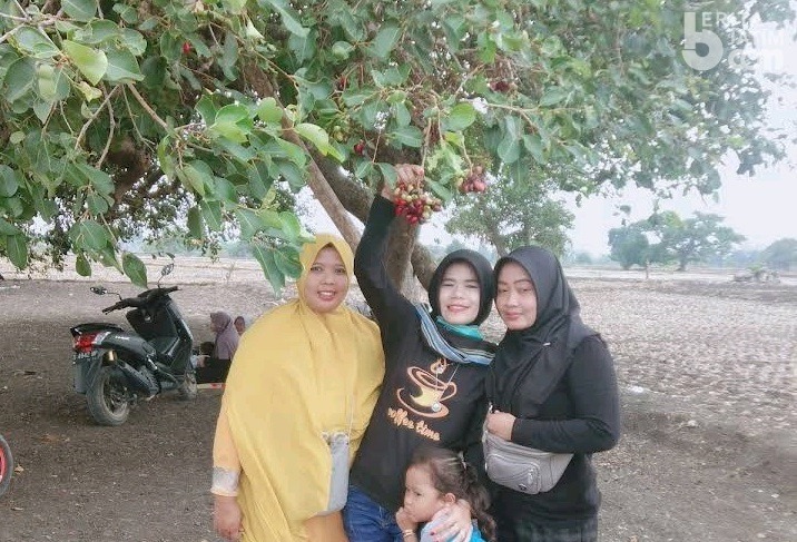 Petik Buah Juwet Lamongan, Wisata Murah Sembari Mengenang Masa Kecil