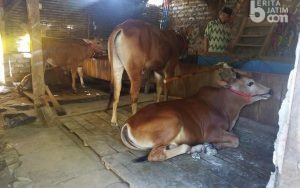 PPKM Darurat Ancam Sapi Kerapan di Sampang Tidak Terawat