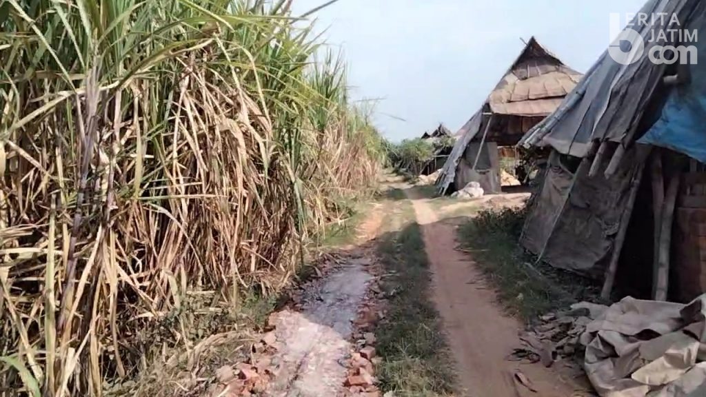 Edy Sembunyi 3 Hari di Kebun Tebu, Ditemukan Berkat Drone dan Anjing Pelacak