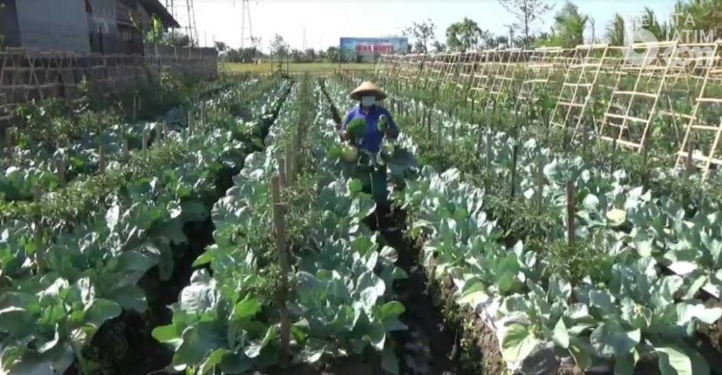 Sistem Pertanian Mina Horti Untungkan Petani di Kediri