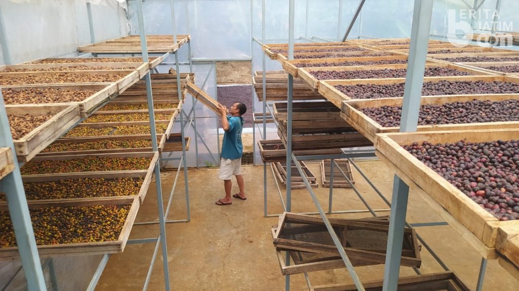 Kopi Excelsa Wonosalam Jombang Menjelajah ke Sudut Negeri