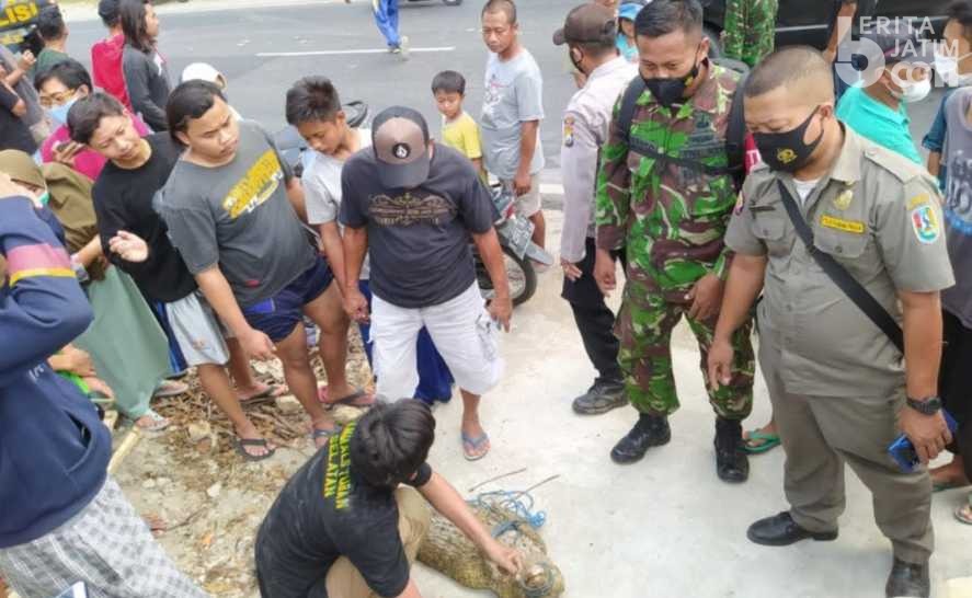 Gegerkan Tuban, Buaya Peliharaan Warga Lepas Dekat Puskesmas