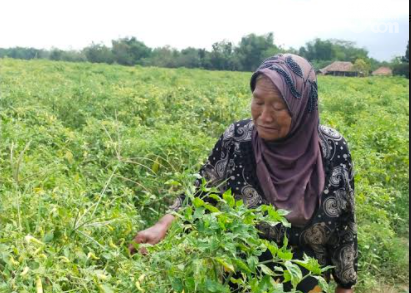 Dampak PPKM, Harga Cabai di Sampang Terjun Bebas