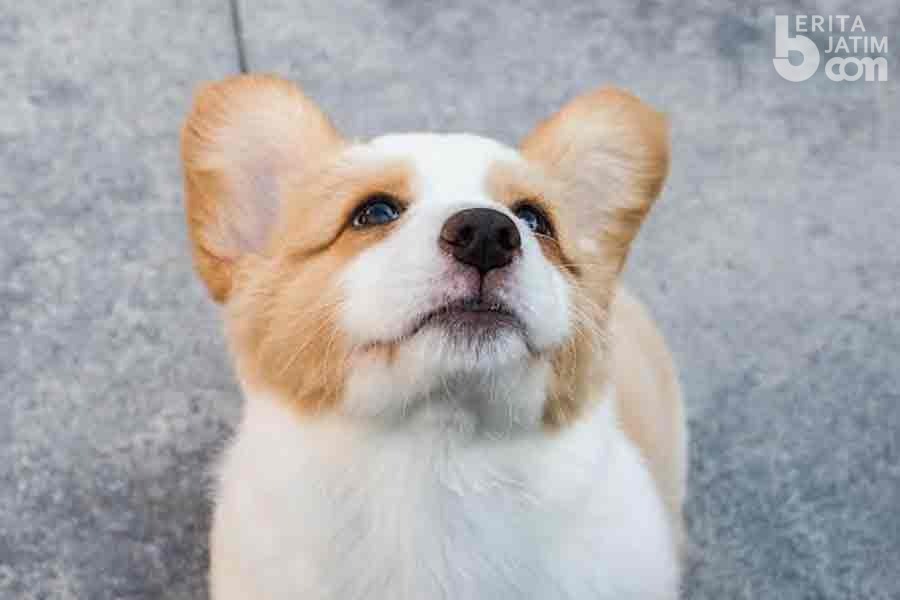 Hewan Anjing