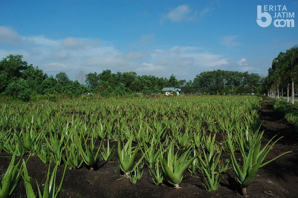 Tanaman lidah buaya [foto: pontianakkota.go.id]