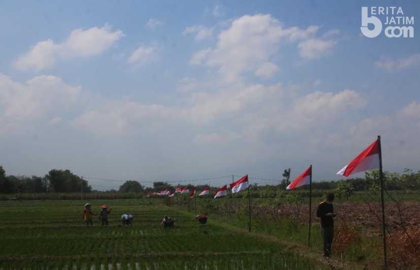 Petani di Magetan Ini Kibarkan Merah Putih di Sawah