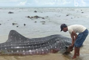 Ikan Hiu Sebesar Gerobak Terdampar di Pantai Ketapang Sampang