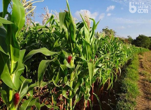 Petani Jagung di Jatim Rasakan Langsung Bantuan Irigasi Kementan