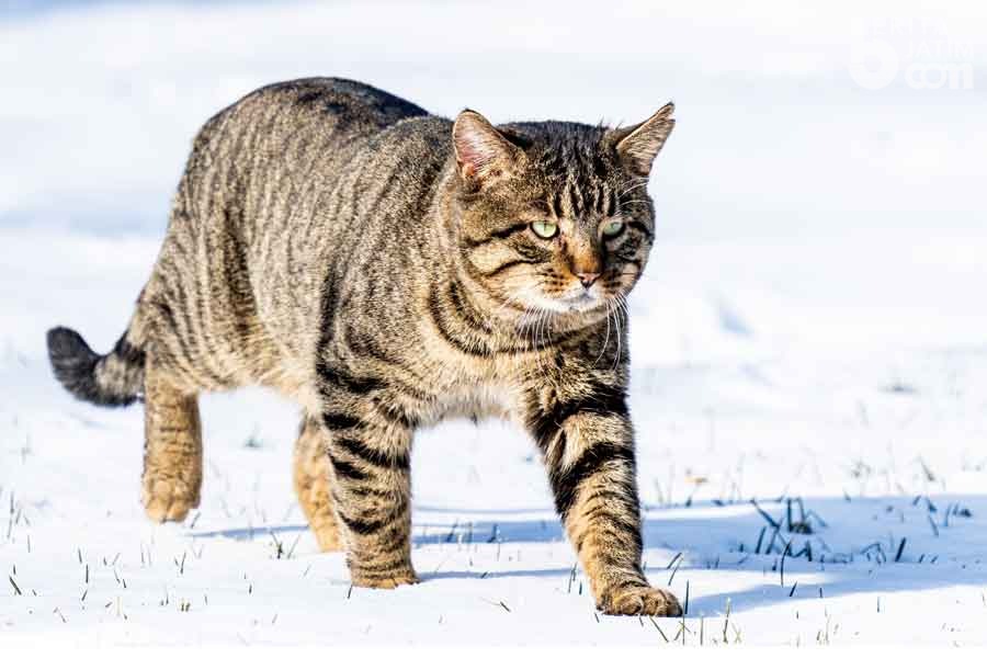Lucu Namun Mematikan, Ini Fakta Kucing Kaki Hitam Asal Afrika
