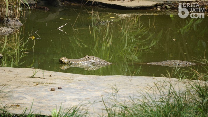 Menengok Kolam Buaya di Samping Tempat Landing Atlet Paralayang