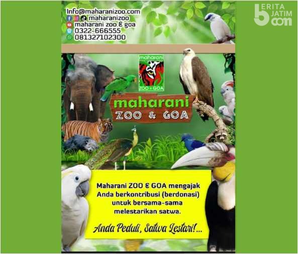 Satwa Maharani Zoo dan Goa Lamongan Butuh Uluran Tangan