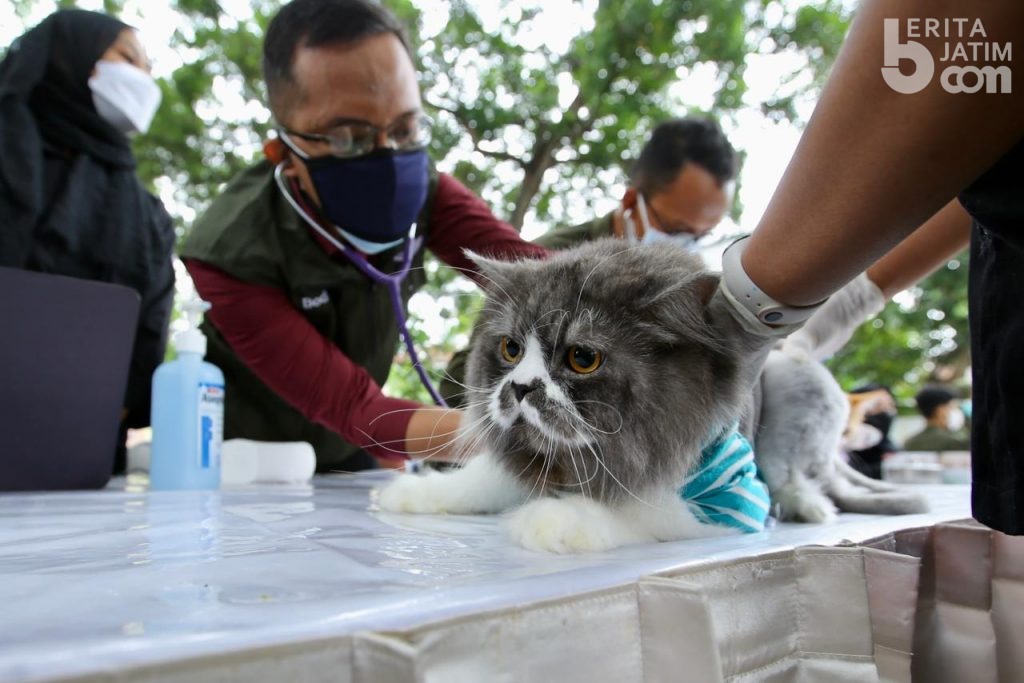 Selain Kim Jong Un, Ribuan Hewan di Banyuwangi Dapat Vaksin Rabies