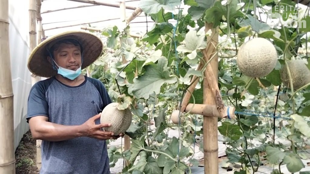 Ingat 25 September, Wisata Petik Buah Melon Sistem Green House di Mojokerto