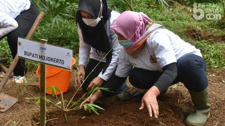 CSR BRI Rp 50 Juta untuk Budidaya Hutan Bambu di Claket Mojokerto