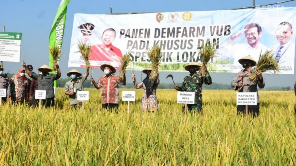 Bupati Mojokerto Panen Demfarm VUB Padi Khusus dan VUB Spesifik Lokasi