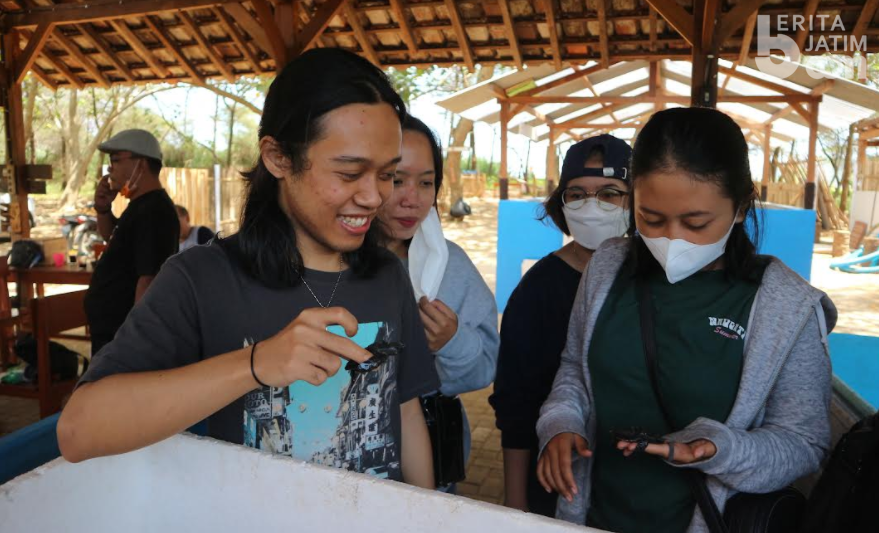 Sahabat Penyu Pacitan Ungkap Faktor yang Pengaruhi Populasi Penyu