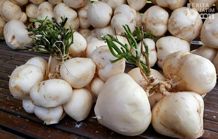 Yuk, Kenalan Sejuta Manfaat Bengkoang untuk Lambung dan Pencernaan bengkuang