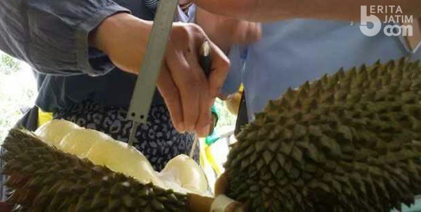 192.152 Pohon Durian di Wonosalam Jombang Sudah ‘Ber-KTP’