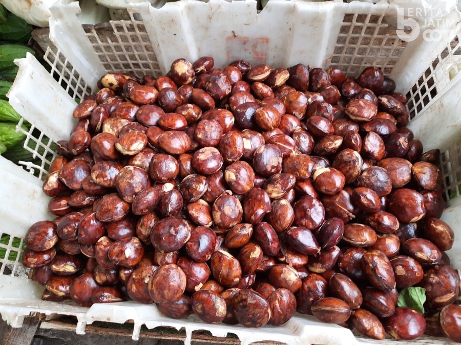 Gemar Makan Jengkol? Simak Cara Mengolahnya agar Tak Berbau Menyengat
