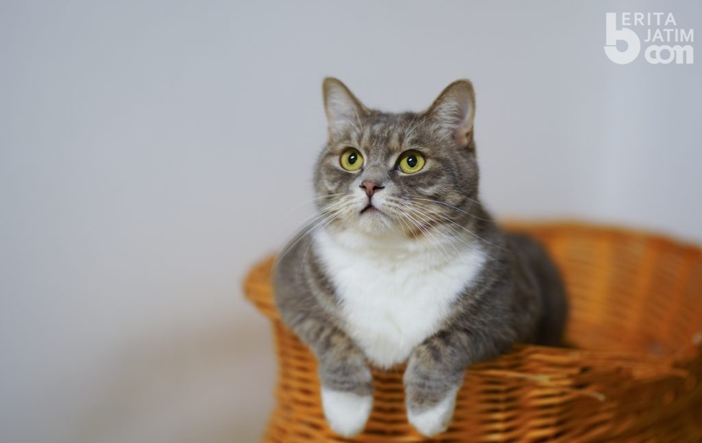 Jangan Salah! 7 Bahasa Tubuh Ini Pertanda Kucing Sedang Berkomunikasi Lho!