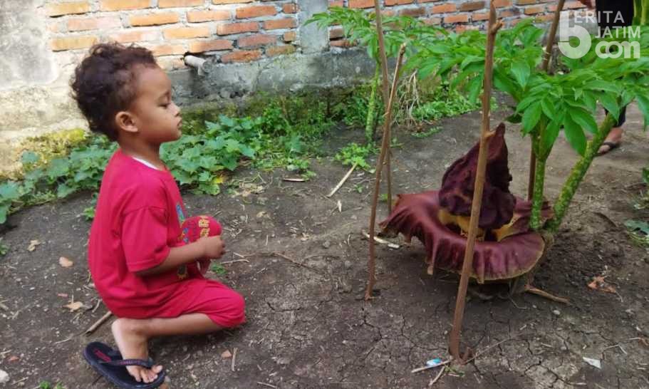 Viral Bunga Bangkai Tumbuh di Pekarangan Rumah, Hebohkan Warga Lamongan
