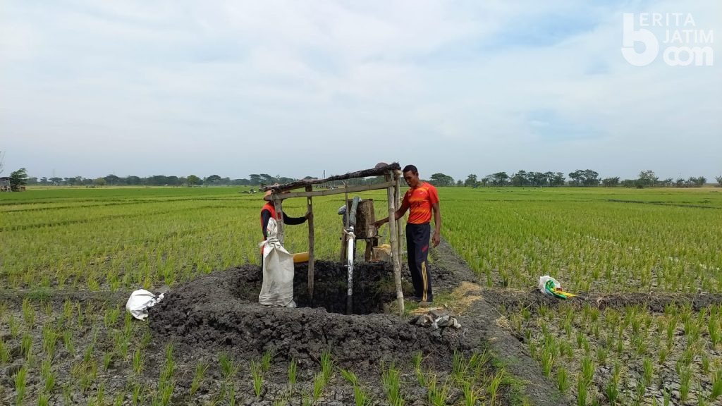 Ratusan Hektar Padi di Ngawi Terancam Mati Karena Kekeringan