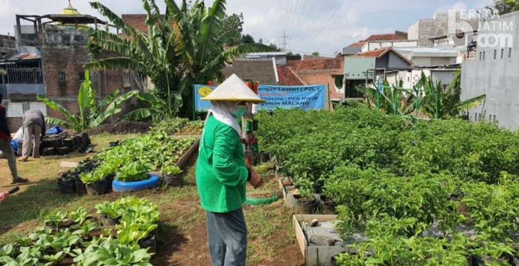 Lewat Urban Farming, Warga Tlogomas Malang Mampu Produksi Sayuran
