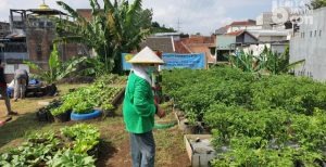 Lewat Urban Farming, Warga Tlogomas Malang Mampu Produksi Sayuran
