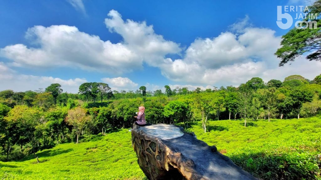 Pandemi Mereda, PTPN XII Operasikan Kembali Obyek Wisata Agro