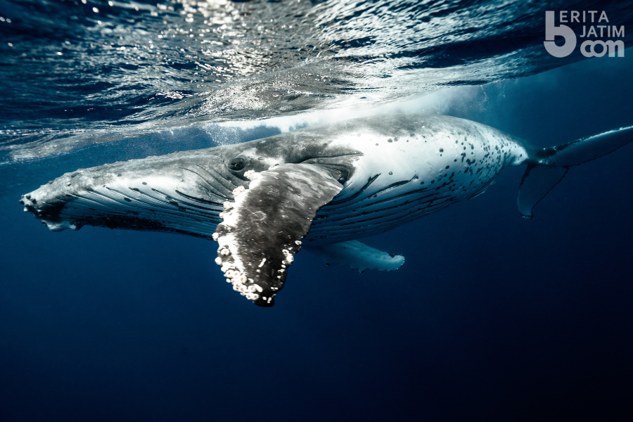 Fakta Unik “Moby Dick” yang Jarang Diketahui Para Penggemar Buku