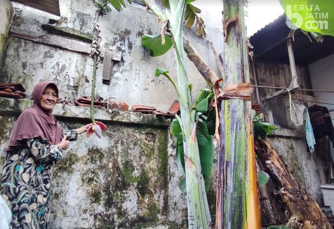 Unik, Tandan Pisang di Surabaya Ini Memanjang Hingga 2,5 Meter