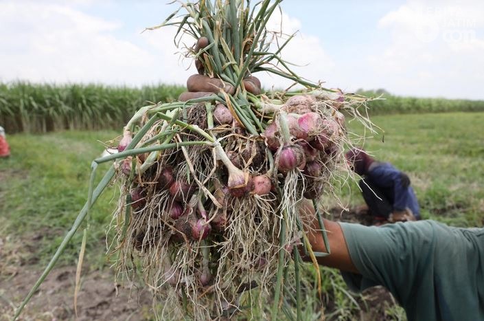 Hasil Sekolah Lapang, Petani Kelurahan Blabak Panen Brambang