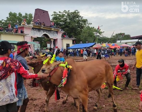Nonton Karapan Sapi Wajib Vaksin