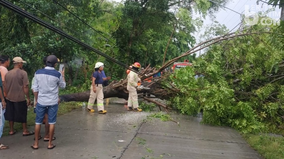 Pengguna Jalan di Bojonegoro Tewas Tertimpa Pohon Penghijauan
