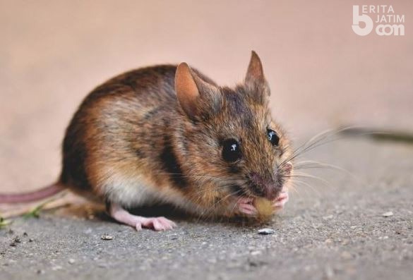 Serangan Hama Tikus di Sampang Ancam Ketahanan Pangan