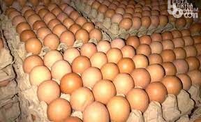 Foto ilustrasi Telur