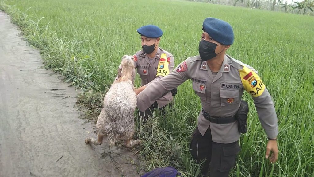 Brimob Polda Jatim Evakuasi Anak Kambing yang Terkena Erupsi Semeru