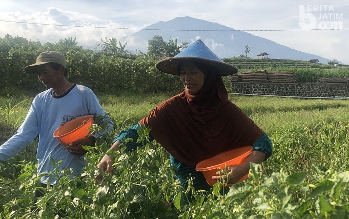 Harga Cabai Mahal di Pasaran, Petani Magetan Tetap Merugi