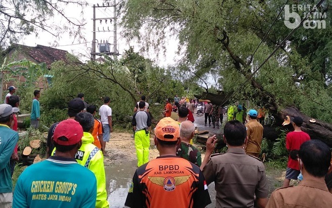 Hujan Deras Disertai Angin Kembali Tumbangkan Pepohonan di Lamongan