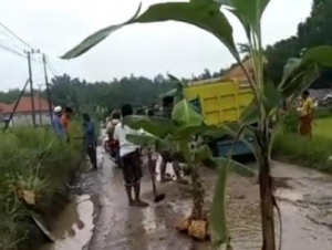 Jalan Rusak, Warga Sampang Tanam Pisang di Jalan Raya